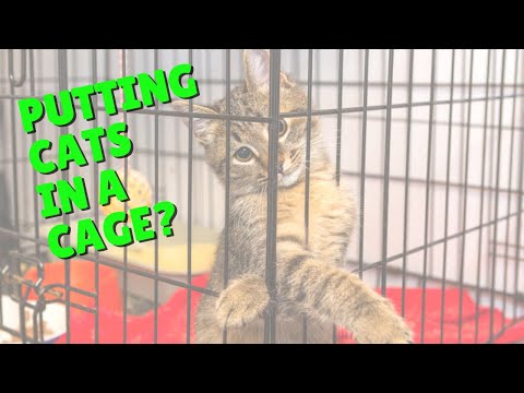 Should You Crate Train Your Cat? | Two Crazy Cat Ladies