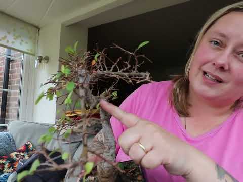 Chinese elm bonsai winter care