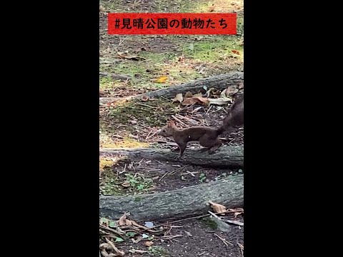 ロサ・アキュラリスについて詳しく解説