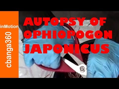 🔴 The Autopsy of Ophiopogon Japonicus