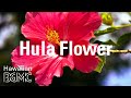 Hula Flower: Beautiful Tropical Music & Relaxing Hawaiian Music LIVE for Paradise Holiday