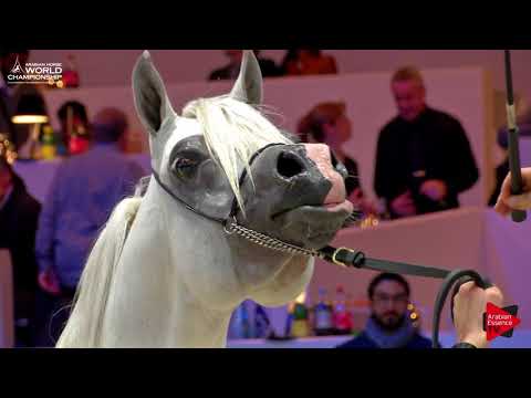 N.110 MOHARIB AL KHAZNA - Paris 2017 - Senior Stallions (Class CM6A)