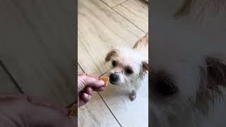 Video preview image #1 Malchi Puppy For Sale in Benton, LA, USA