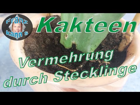 , title : 'Kakteen durch Stecklinge vermehren'