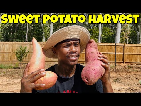Sweet potato harvest | Secrets to Growing Giant Sweet Potatoes
