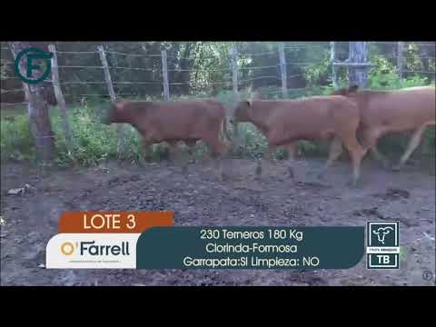 10-02-26 - Remate Televisado y Físico de Iván L. O Farrell - Machagai, Chaco