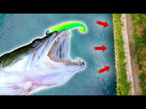 Mein REKORD-ZANDER im Kanal! Vertikal geht ab!