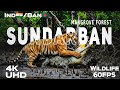 Sundarban Tiger Crocodile Documentary 4K HDR10 Wild Mangrove Forest Wildlife