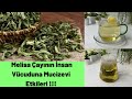 Kimsenin Bilmediği Sır! Melisa Mucizesi! Melisa Çayı ve Faydaları! 🍃 🍀