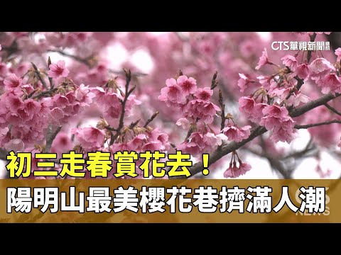 初三走春賞花去！　陽明山「最美櫻花巷」擠滿人潮