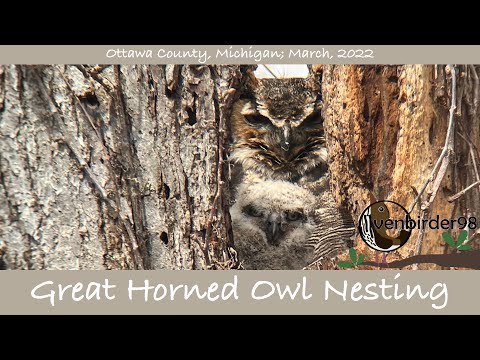 Great Horned Owl Nesting