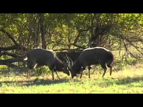 Dueling Nyala  January 31,  2016