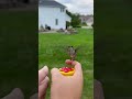 Hand, Feeding, Hummingbirds!!!