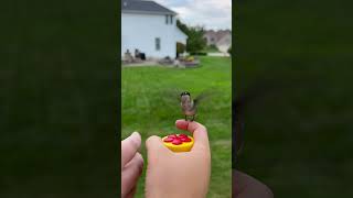Hand, Feeding, Hummingbirds!!!