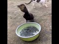 Cormorant Eating Whole Big Two Fishes Instantly Shorts Cormorant Eat Eating Big Fish Fishes