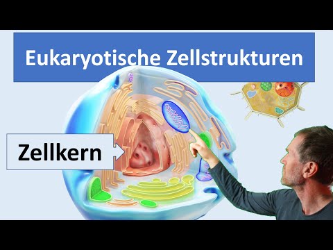 Eukaryotische Zellen (Pflanzenzelle und Tierzelle) mit ihren wichtigsten Zellstrukturen (Organellen)