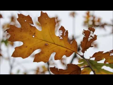 Winter You Tease video