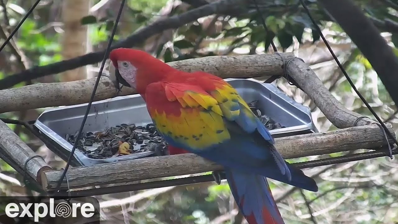 Live webcam view of Cámara del Comedero de Guacamayos Rojos