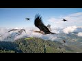 Endangered Birds Learn To Fly | Planet Earth III