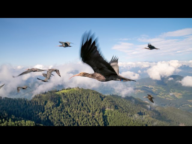 Endangered Birds Learn To Fly | Planet Earth III
