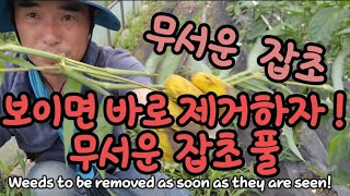 보이면 바로 제거해야 할 무서운 잡초 입니다! Weeds to be removed as soon as the…