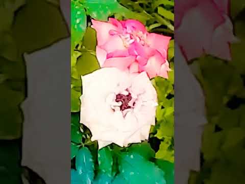 most beautiful flowers 🌹 YouTube per short video Vijeta ki duniya