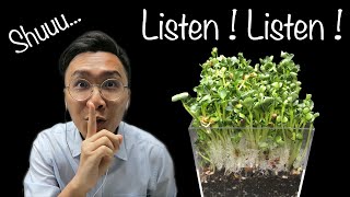 🤫Shuuu… Listen to this Plant! Plant Time-Lapse [Radish Microgreens]