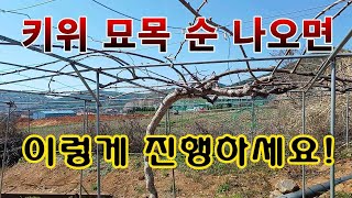 [텃밭농부.978]  키위묘목에 순이 나오면 이렇게 진행하세요.