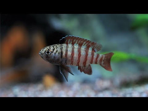 Dario sp. "black tiger" - Tiger-Zwergblaubarsch