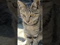 A Gentle Mother Cat Calling Her Kittens Catshorts Shorts Momcat Kittenvideos Kitty Cat Cats