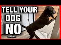 How to Get Your Dog to Stop Doing ANYTHING
