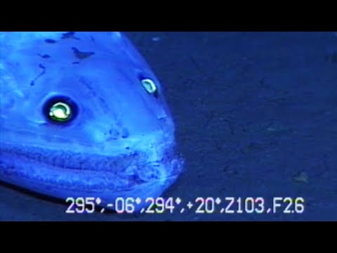 9 Strange Deep Ocean Creatures Found by Japan's ROVs🇯🇵