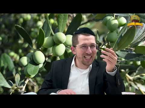 פרשת בהר בחוקותי - באיזה השתדלות השקיע החזון איש - הרב יוסף שכטר