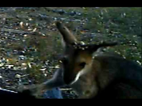 Red necked wallaby with heavy tick burden
