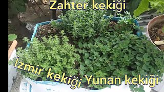 Yunan Kekiği, İzmir Kekiği ve Zahter / Üç Çeşit Kekik