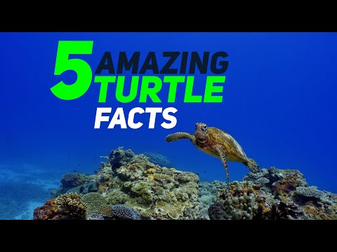 5 amazing facts about Turtles | Turtles | Tortoises | Terrapins