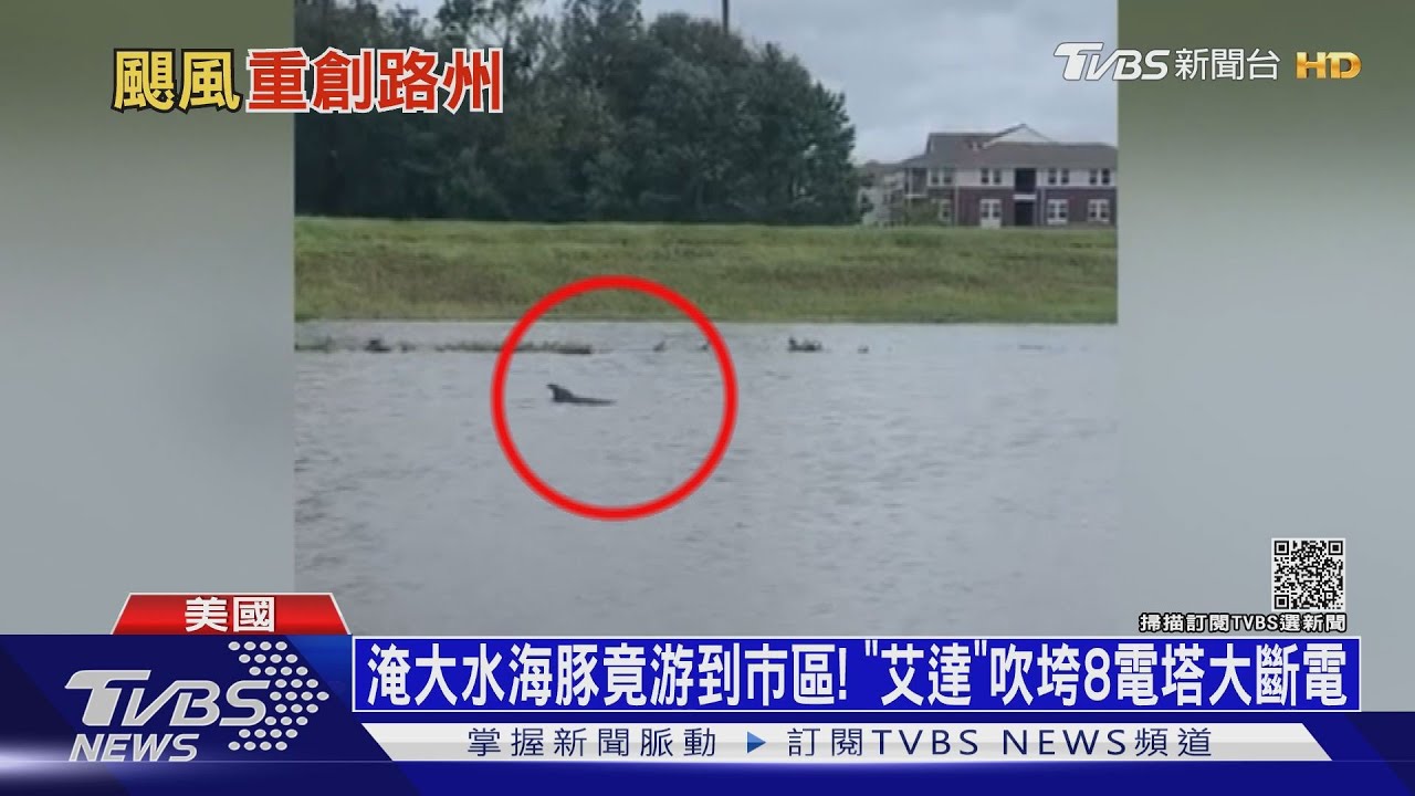 淹大水海豚竟游到市區!「艾達」吹垮8電塔大斷電