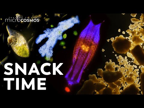 The Many Ways Microbes Eat, Get Eaten, and Poop | Compilation