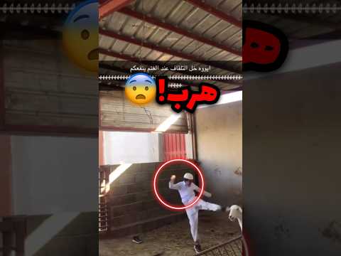 دخل وسط حضيرة غنم ومن الخوف حاول يهرب وهذا اللي صار!!