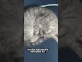 Meow Gray Tabby Donastic Cati Shorts Cat Cats