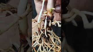 Download lagu Aglaonema TERMAHAL‼️ CUMA KOLEKTOR SULATAN YANG BISA BELI #shoorts #aglonema #tanamanhias #sultan mp3