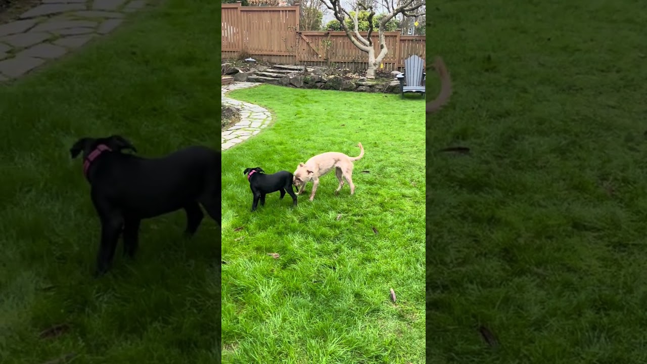 Squeaks , an adopted mixed breed in Milwaukie, OR video 5/6