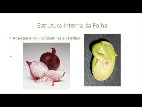 Estrutura Interna Folha