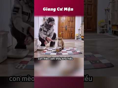 Con mèo: dejavu hả ta 🤔 #giangcuman