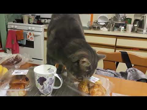 FUNNIEST CATS - CAT DRINKING MILK - FUNNY CATS LIFE