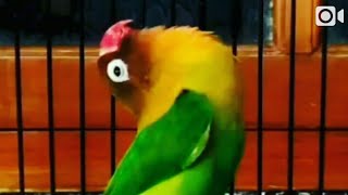 Download lagu Lovebird ngekek gaya santai fighter mp3 Download lagu Lovebird ngekek gaya santai fighter mp3