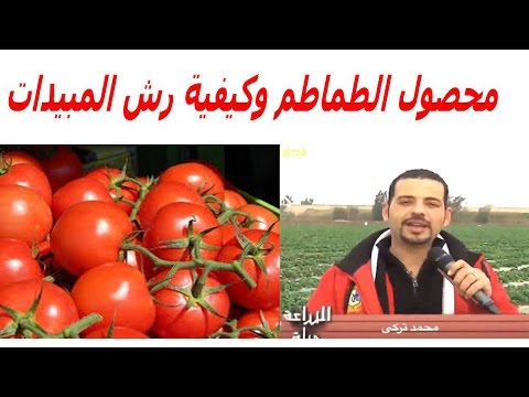 , title : 'محصول الطماطم وكيفية رش المبيدات و الكبريت الزراعى'