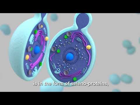 The Importance of Selenium: