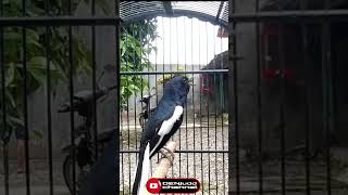 Download lagu Kacer Isian Kenari mp3 Download lagu Kacer Isian Kenari mp3