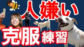 【保護犬、元野犬の人嫌いトレーニング】犬の行動分析のプロが教える！人が嫌いなわんちゃんの指導。ワンちゃんのストレスを軽減。人に会うと吠える。唸る。固まるを改善します